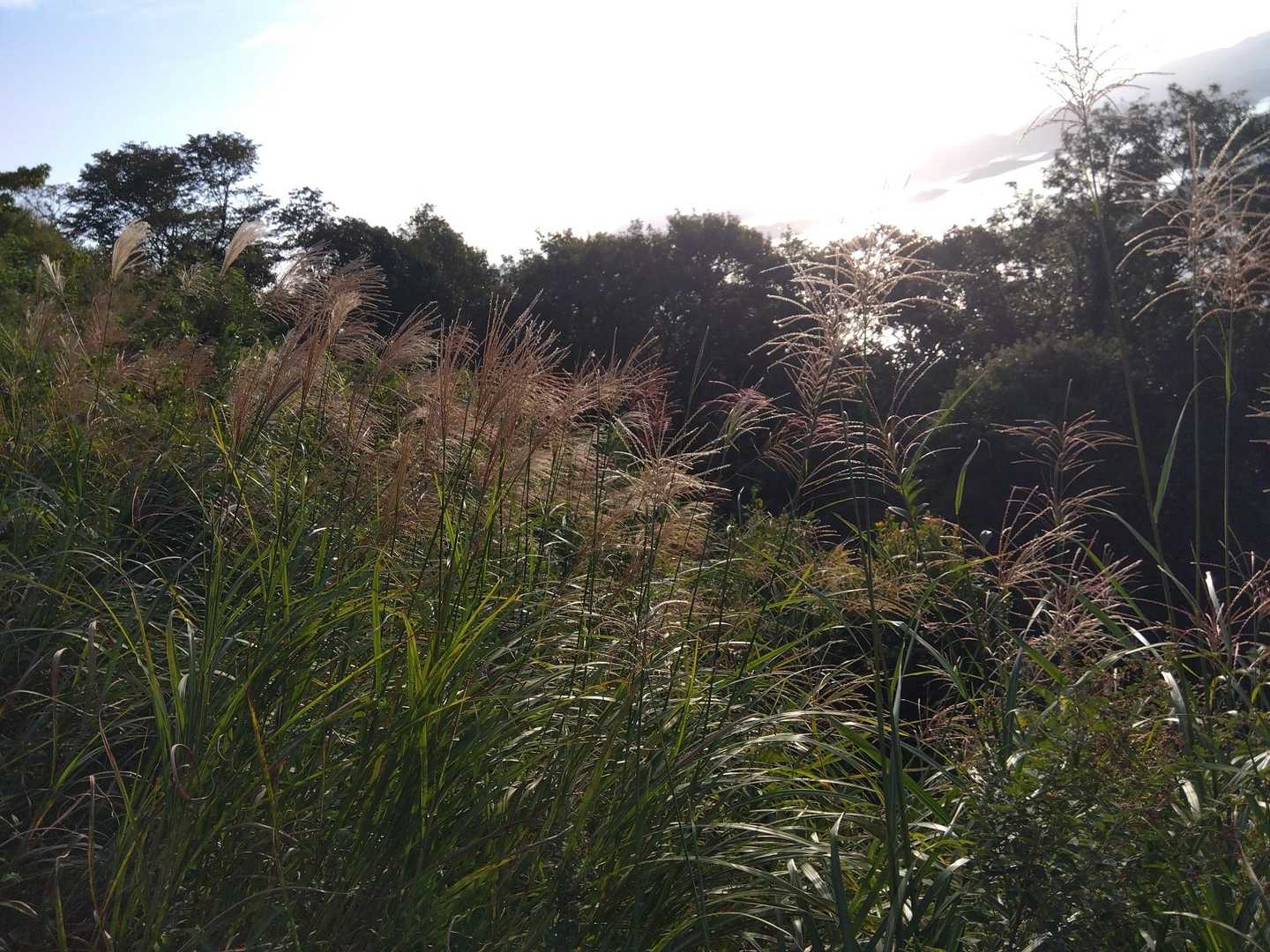 すすき🌾秋を感じます
