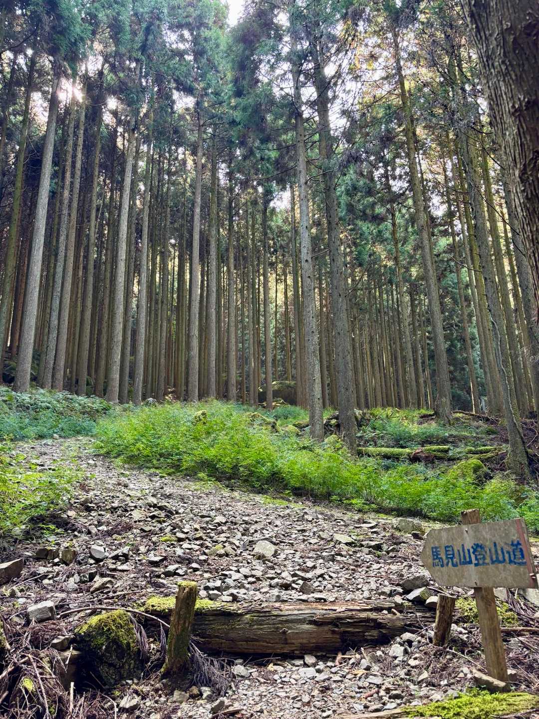 真っ直ぐな木々よ、ひん曲がった私の性格を直しておくれ