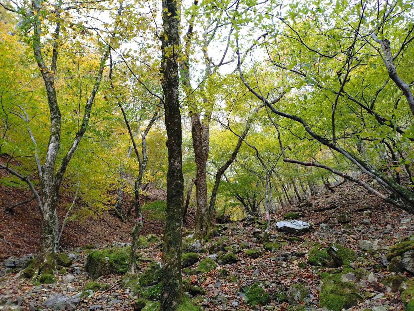 谷に沿って登っていく
苔と🍁のコントラストがいい感じ