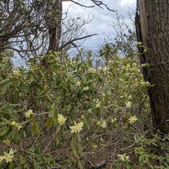 観音岳東方のヒカゲツツジ
もうすぐ咲き誇ります。