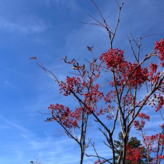 赤い実と青空。