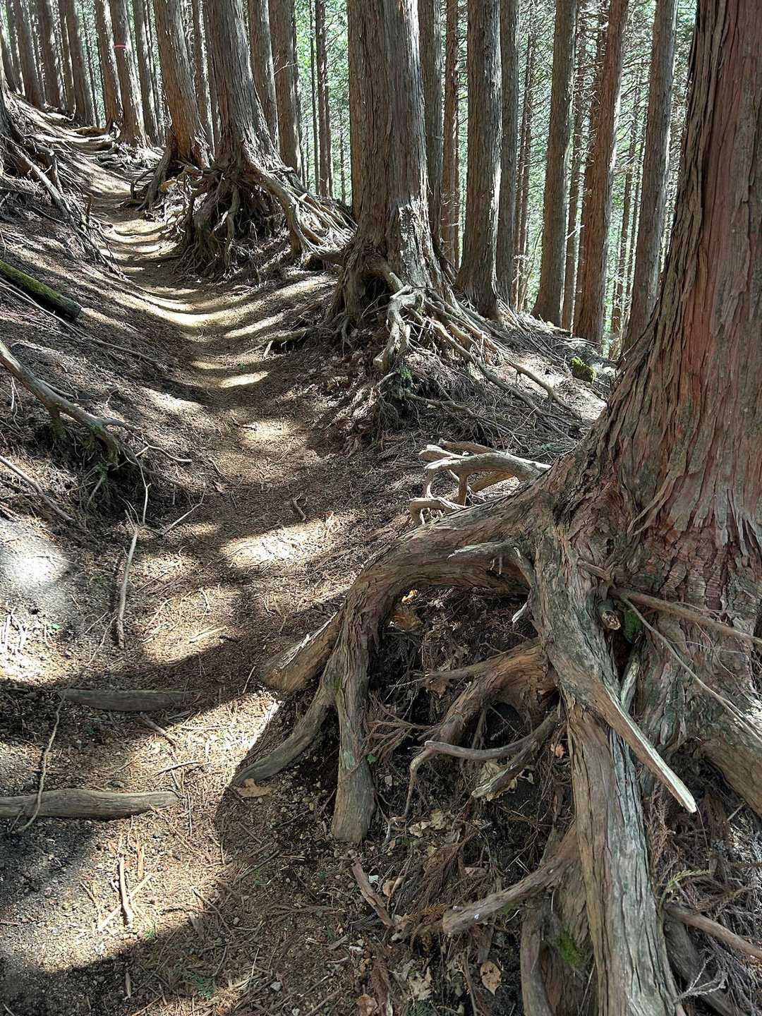 根っこと木漏れ日に癒されます。登山道は整備されていて歩きやすかったです。