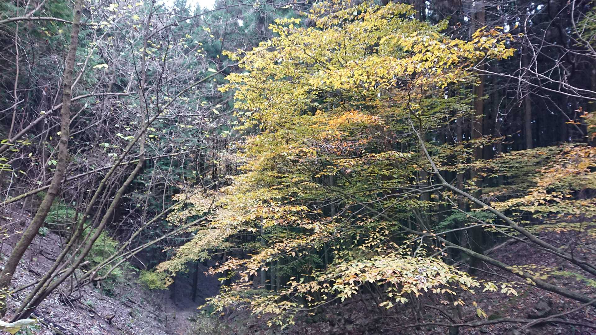 名郷バス停-前武川岳-武川岳-妻坂峠 周回コースの写真