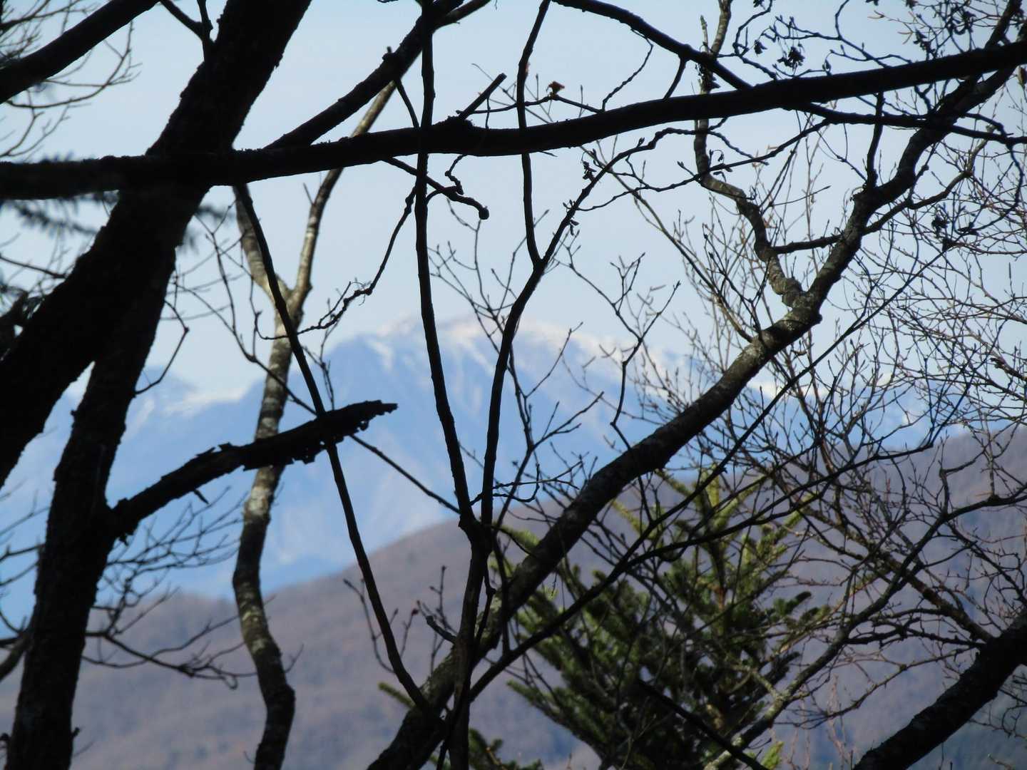 枝の奥に御嶽山