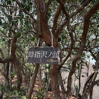 ハチザス沢ノ頭到着