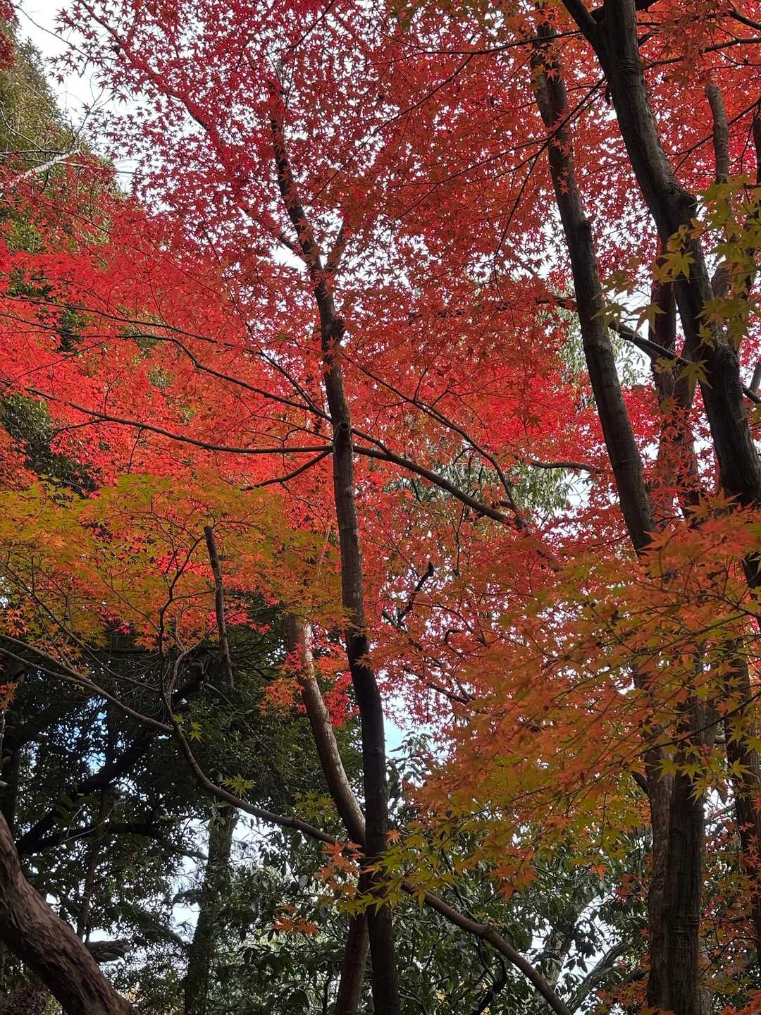 荒神山 往復コースの写真