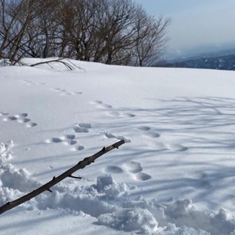 うさぎとオイラの足跡　　