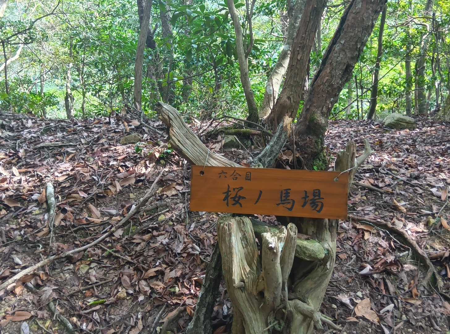 六合目　桜の馬場🌸