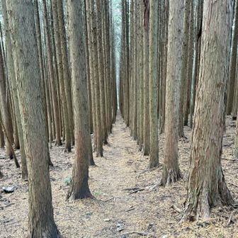 これが人生の並木路だった。芸術的に美しく管理された植林。