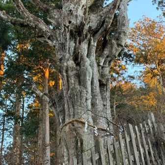 立派木🌲　御神木かな？！