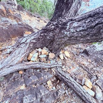毎年山頂手前の展望地の木にスズメバチが巣を作るから、周りを小石で囲んでみた👀
効果あるかないかは🐝次第。