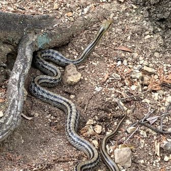 鎌首をもたげる1mオーバーの型のいいシマヘビ
子供の頃は捕まえてたけど今はムリ