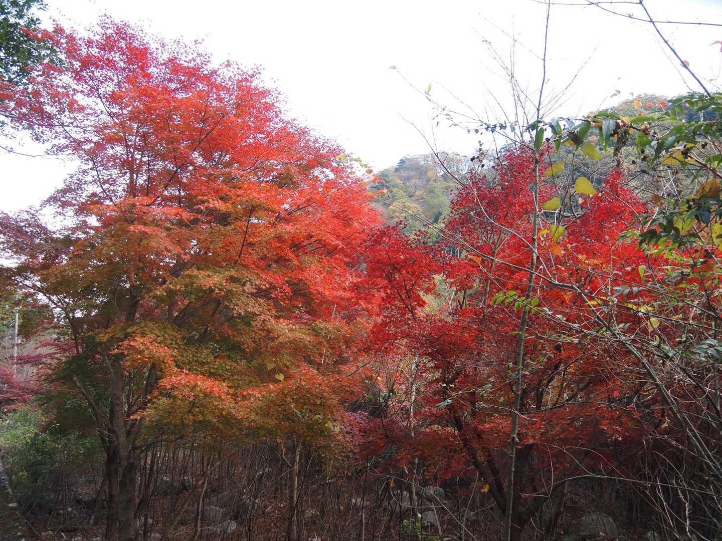 朝明渓谷の紅葉も終盤🍁