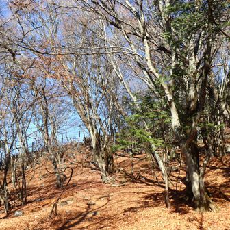 もう少し登って、