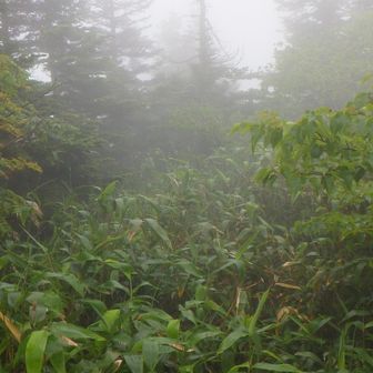 山頂標識の先は白砂山への登山道らしいけど踏み跡は見えない。冬季限定なのか？