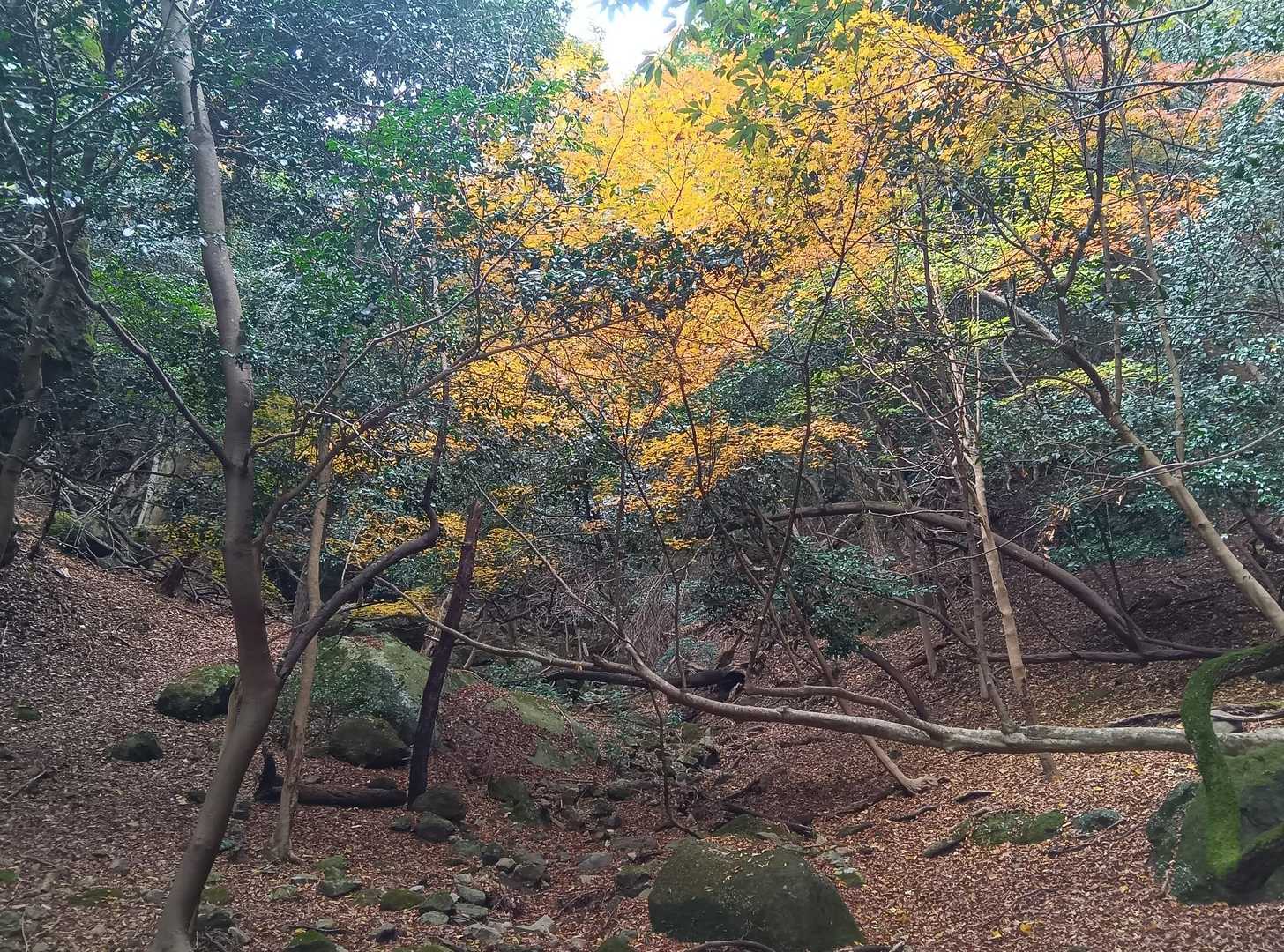 奥の院手前から山道へ上がって進みます
こんな雰囲気