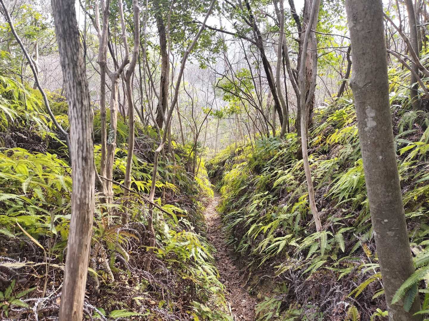 下山はいろんな表情の登山道でした
シダあり笹あり沢あり
モハメドアリ🥊
もいっちょ！！
クロードチアリ🎸
古っ🤣