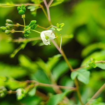 松風草...日本の山野草のなかで、ミカン科に属する唯一の草本だそうです...知らんかった😊
雄しべが空中浮遊してるよ😅