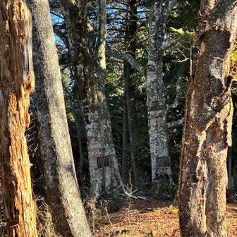 ん？なんかある