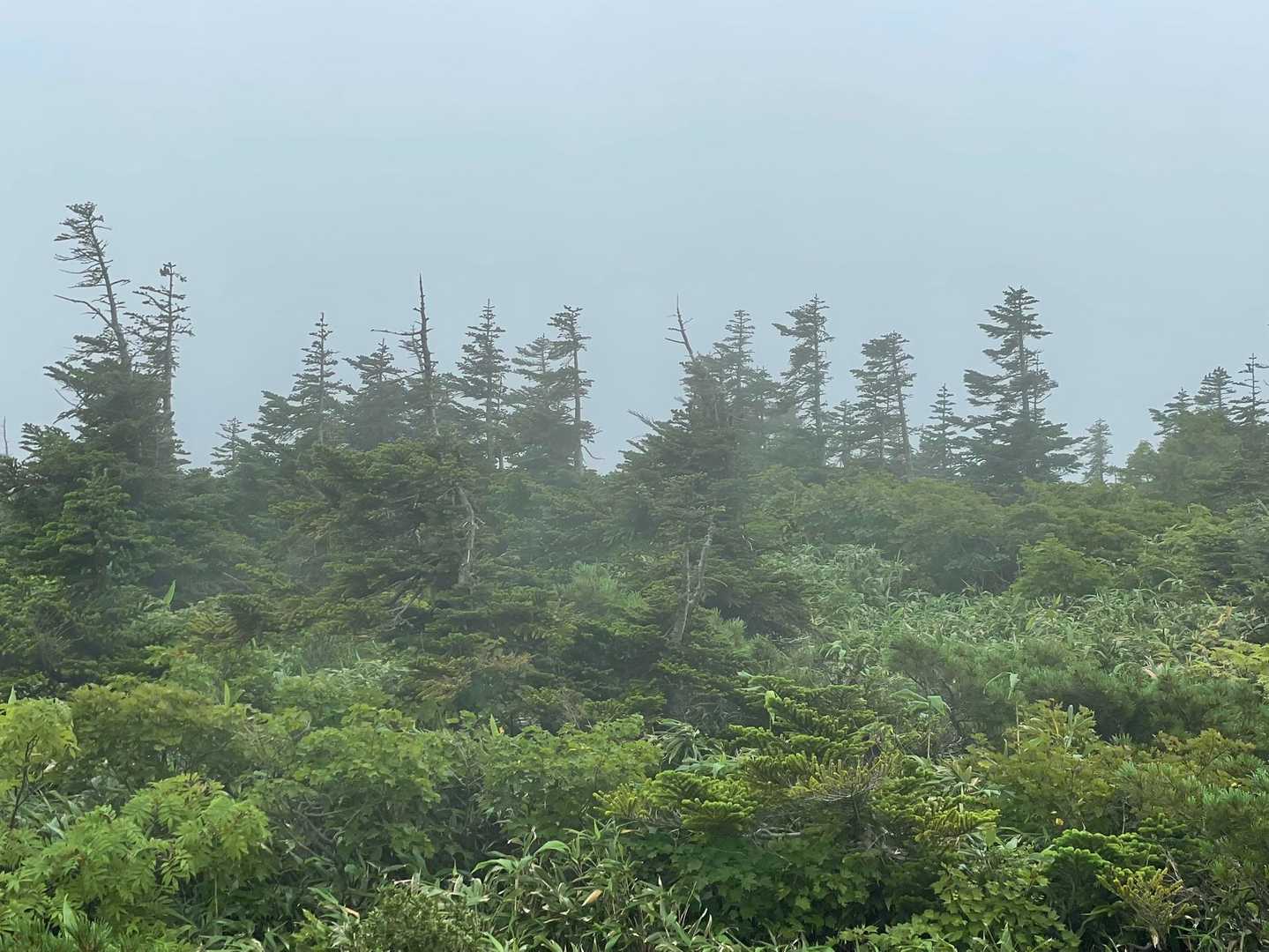 青森トドマツ🌲
樹氷も見てみたいな〜❄️