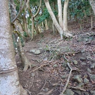 (35)鷲頭山へは根っこばった急登でロープも途切れがち？なので、急登具合や比高的に全行程で1〜2までは行かずとも、３番目にはキツく、要注意な難所⚠️