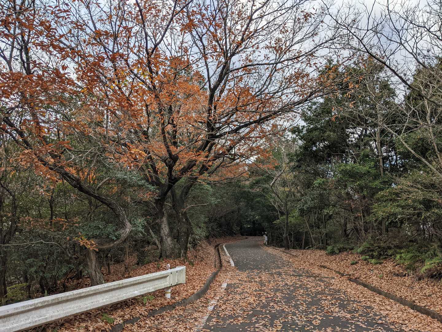 井野山 周回コースの写真