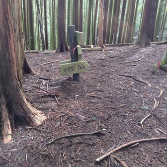 尾根に出た所を右に行けば山頂です。