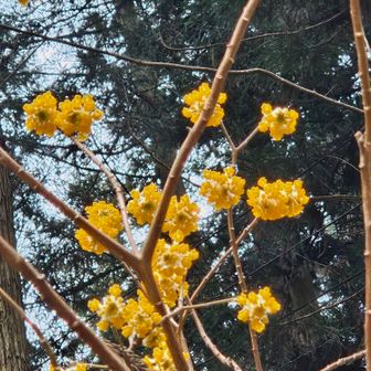駐車場にミツマタ咲いてた🌼
おつかさまでした！
（明日は上半身も筋肉痛確定💦）