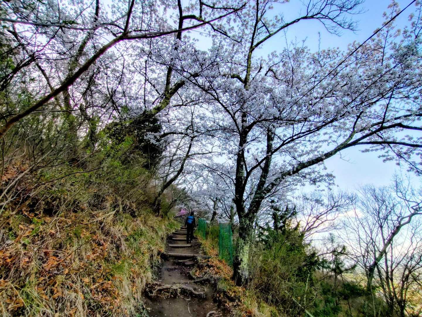 早朝は桜に陽が当たってないので遅めに登るのが良いかも