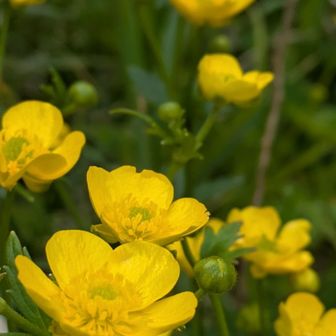 レブンキンバイソウはいろんな場所で大群落💛💛💛