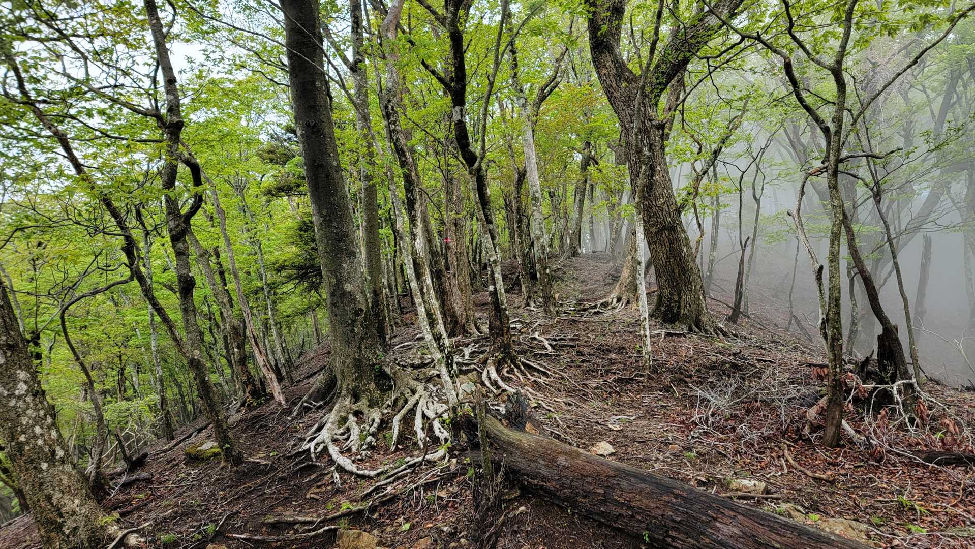尾平トンネル登山口-尾平越-古祖母山-障子岳 往復コースの写真
