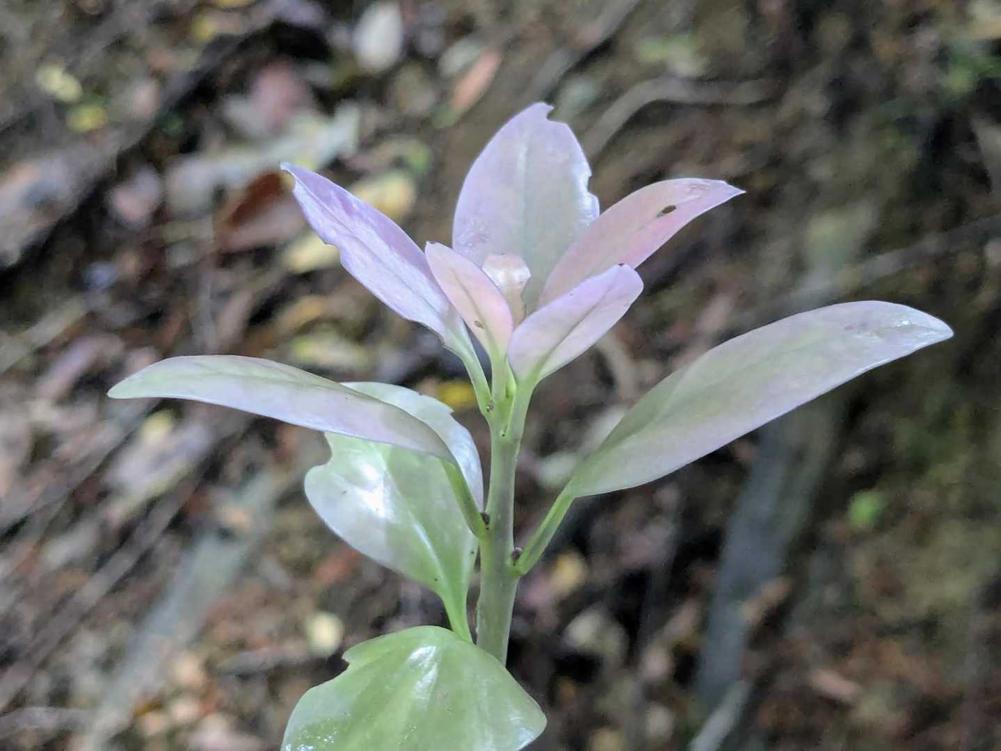 花ではなく樹木の新芽🌱