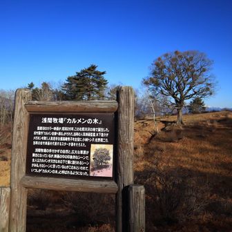 カルメンの木っていうのがありました
何でも、日本初のカラー映画
「カルメン故郷へ帰る」のワンシーンで映っていた木だとか🌳