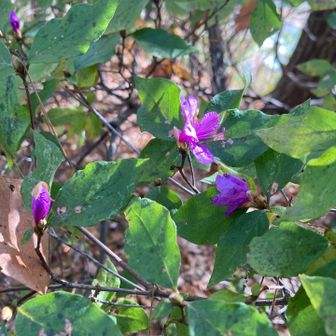 ツツジが季節はずれに咲いてた