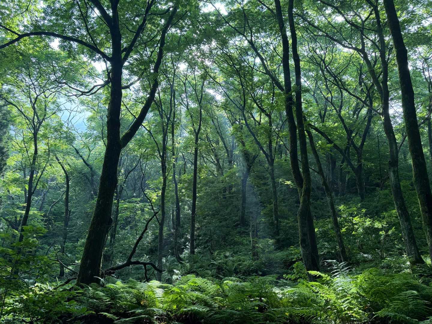 木漏れ日　ステキな森🌿