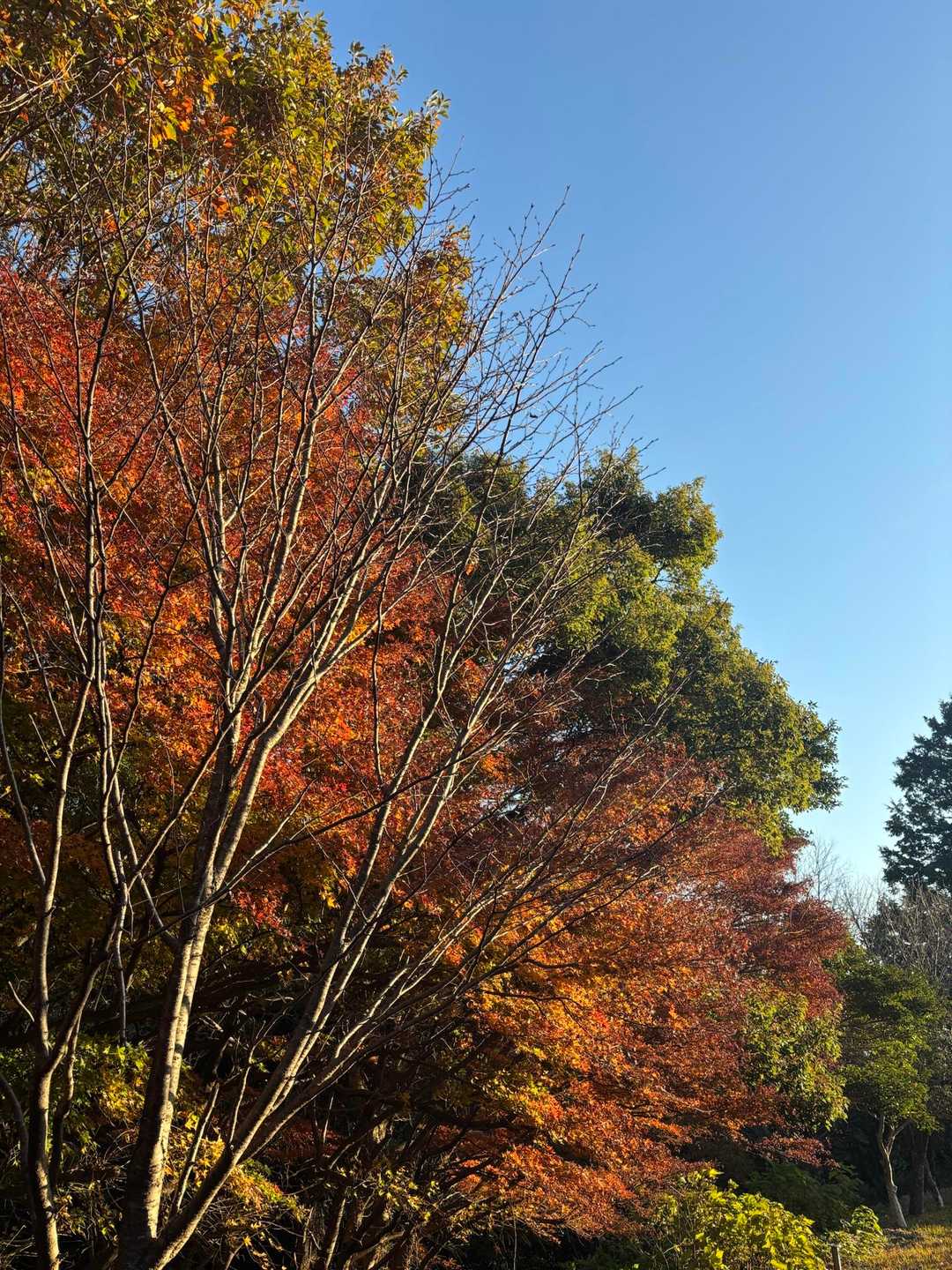砥神山-御堂山 周回コースの写真