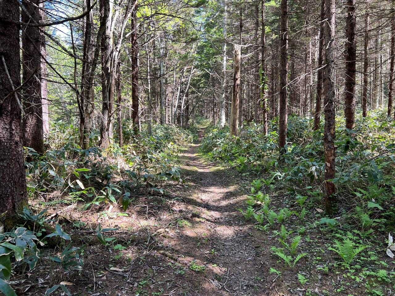 9:00、パトロール登山（兼動植物調査）に出発！