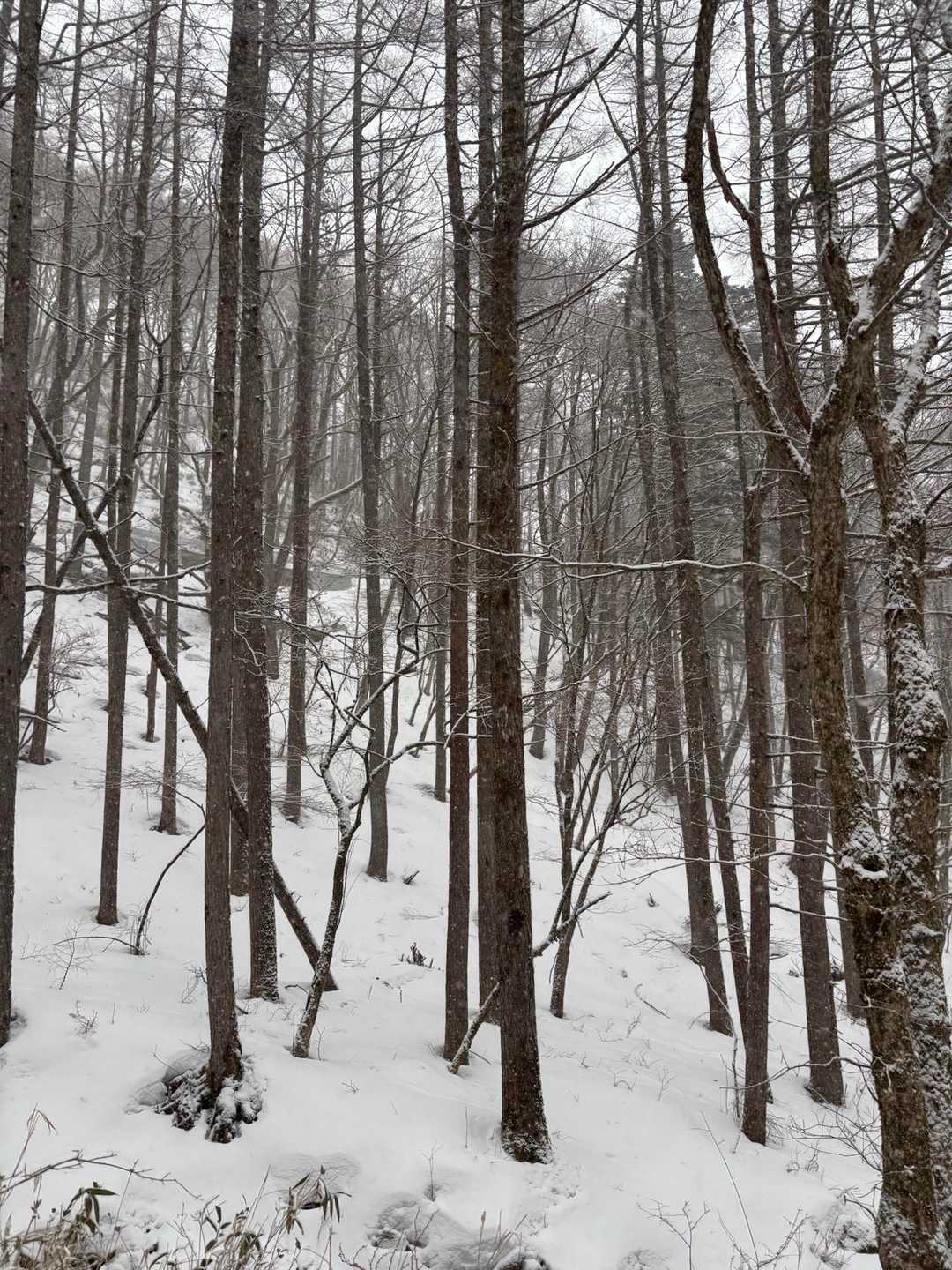 午後から雪が☃️