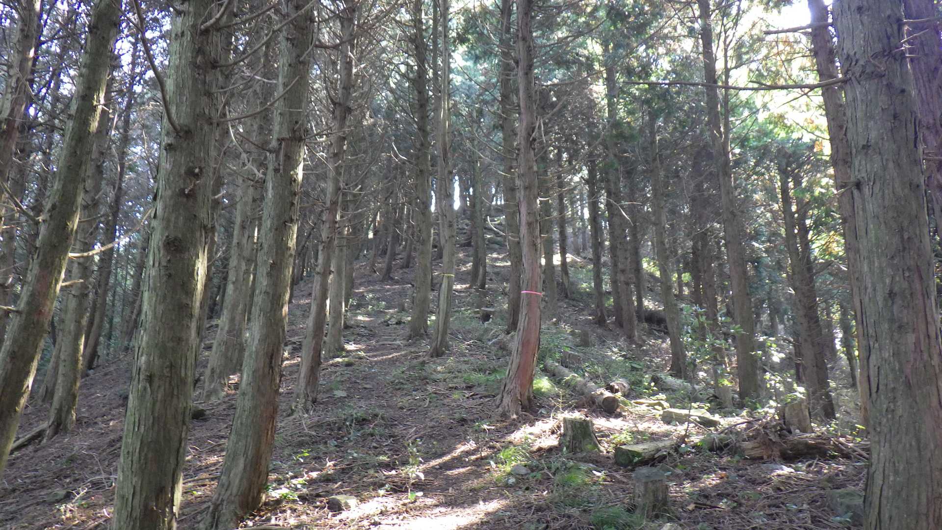 小富士山-飯岳山 往復コースの写真