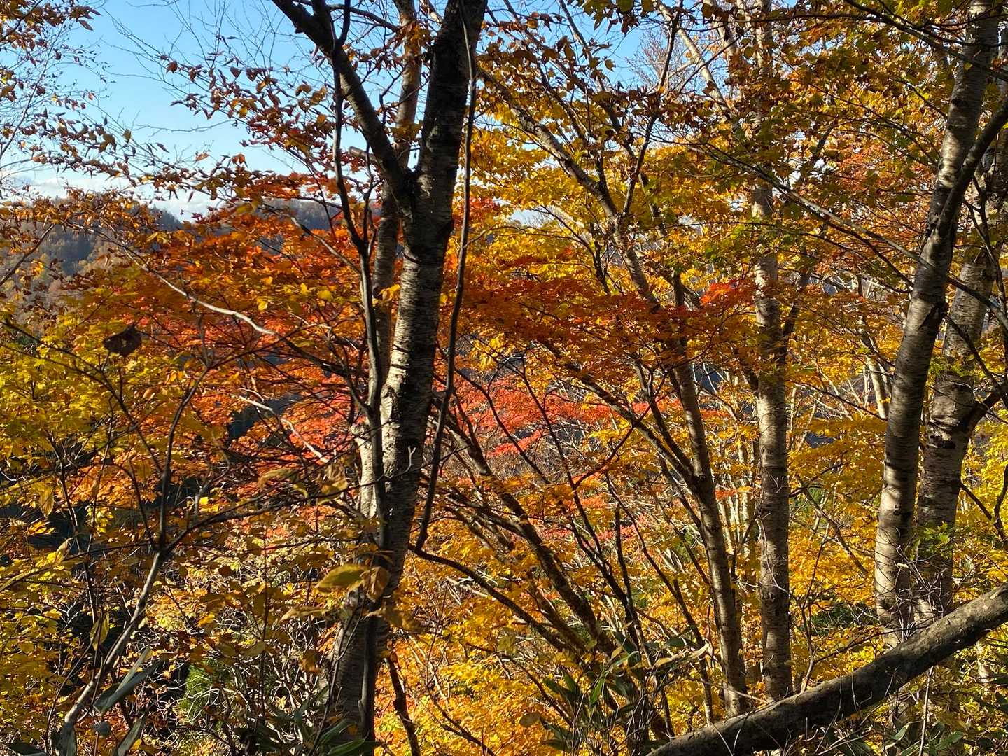 中腹の紅葉が凄かった🍁
