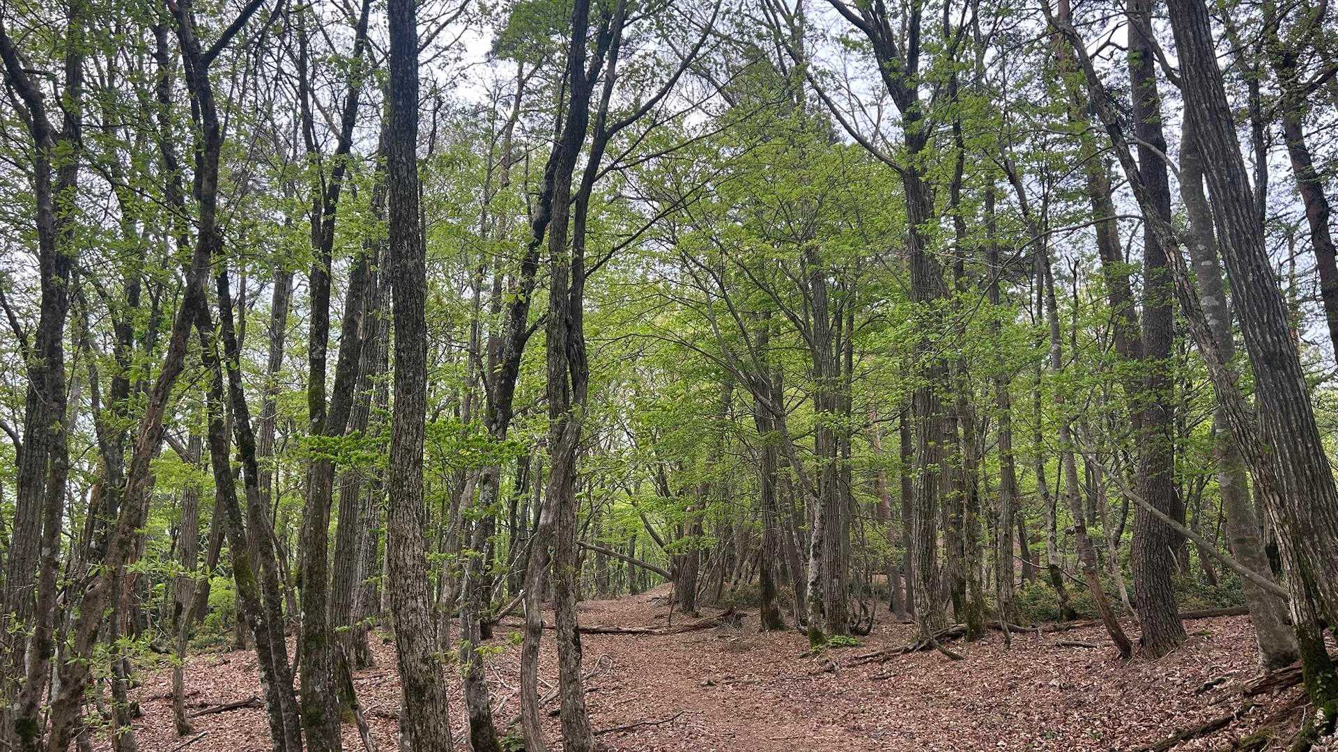 新緑の広い登路　ナラ　ブナ　モミ🌲
雑木林に新緑の登路　
