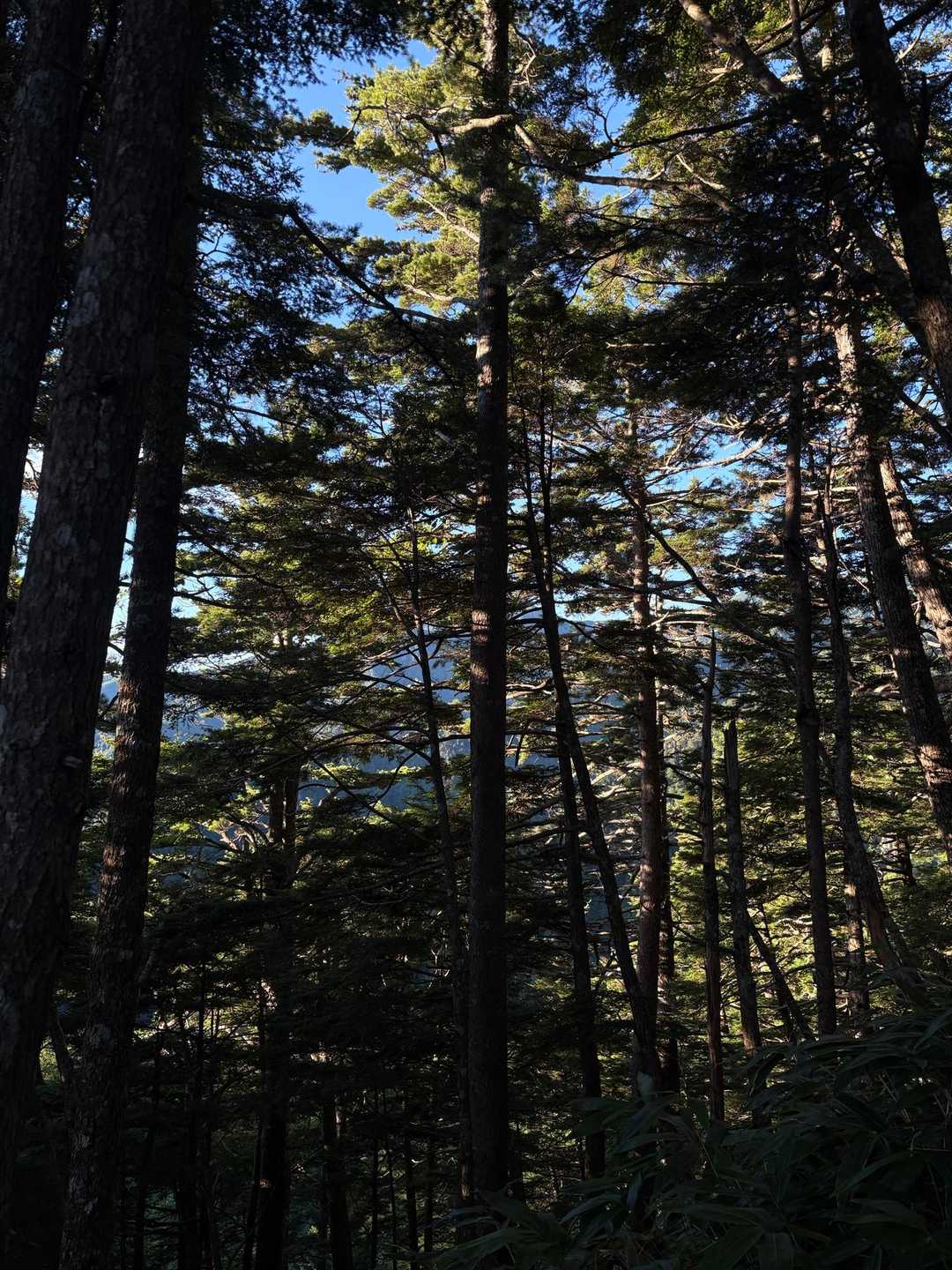燕岳登山口-第1ベンチ-第2ベンチ-第3ベンチ-富士見ベン 往復コースの写真