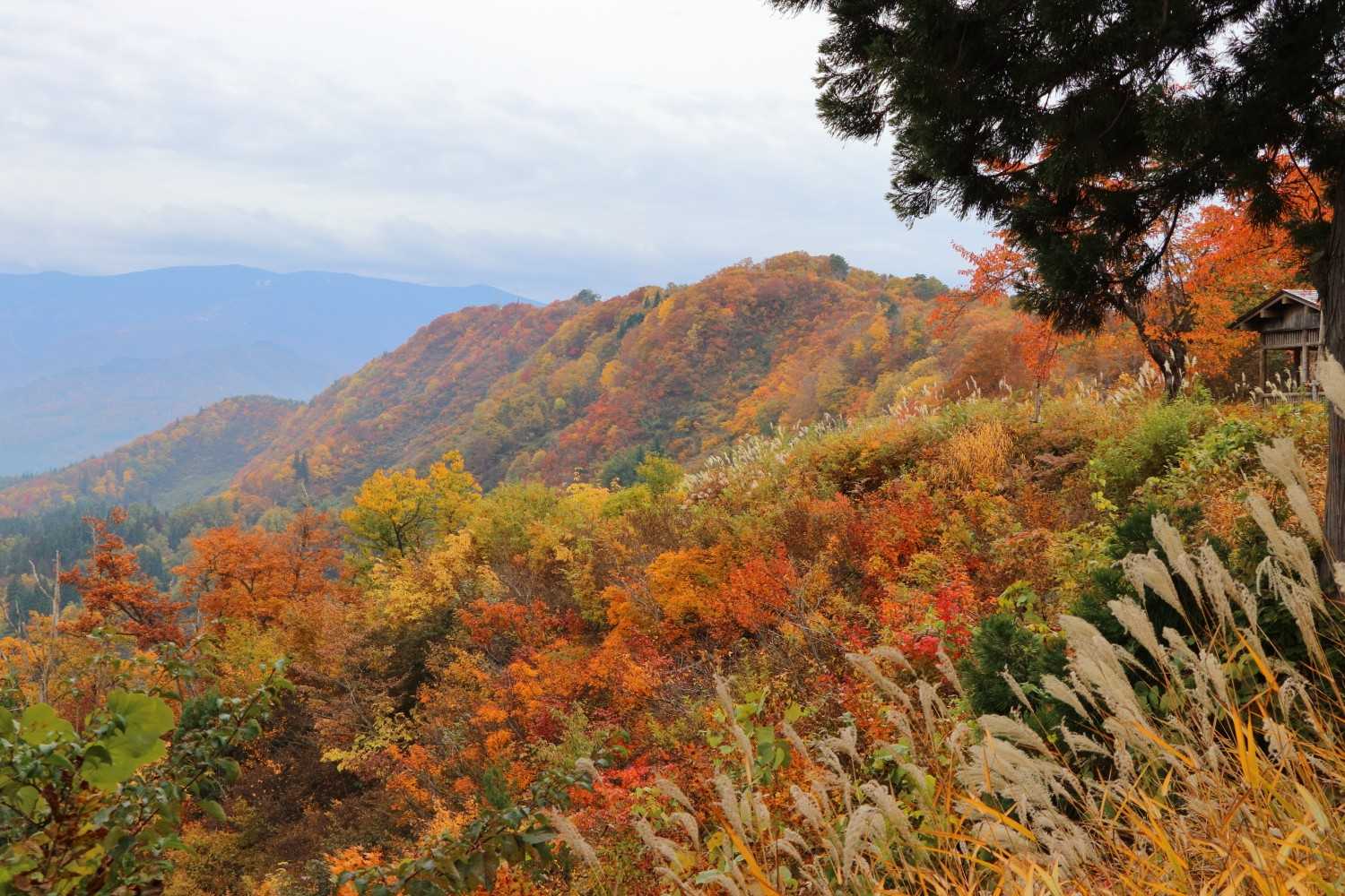 曇り空でも、斜平山の紅葉イイ感じです