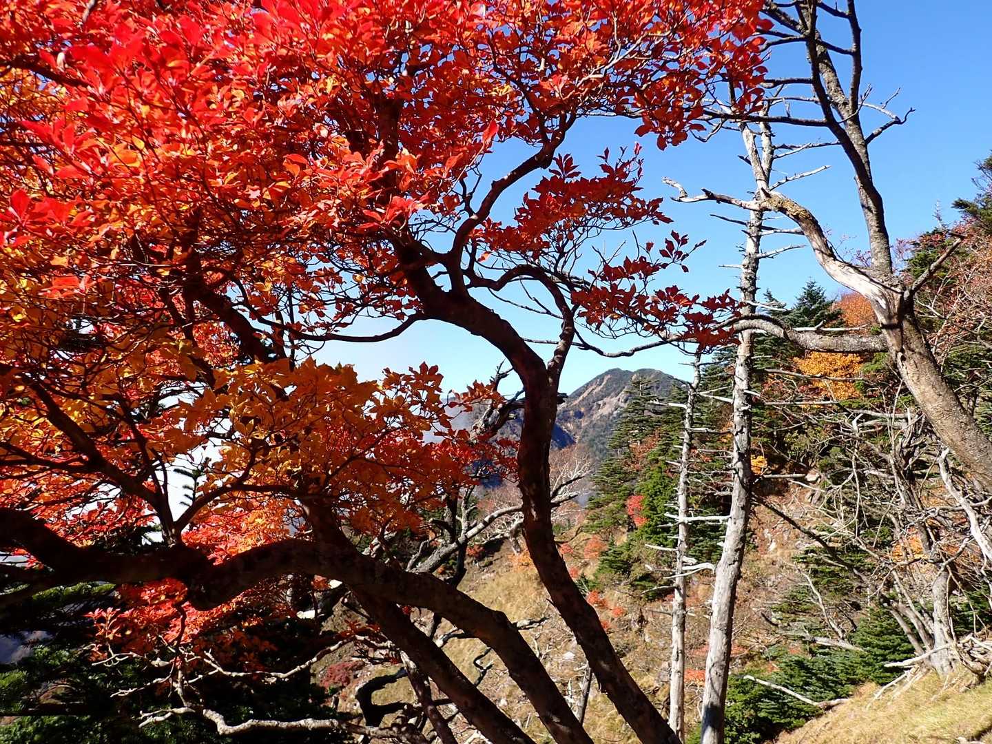 紅葉越しの女峰山