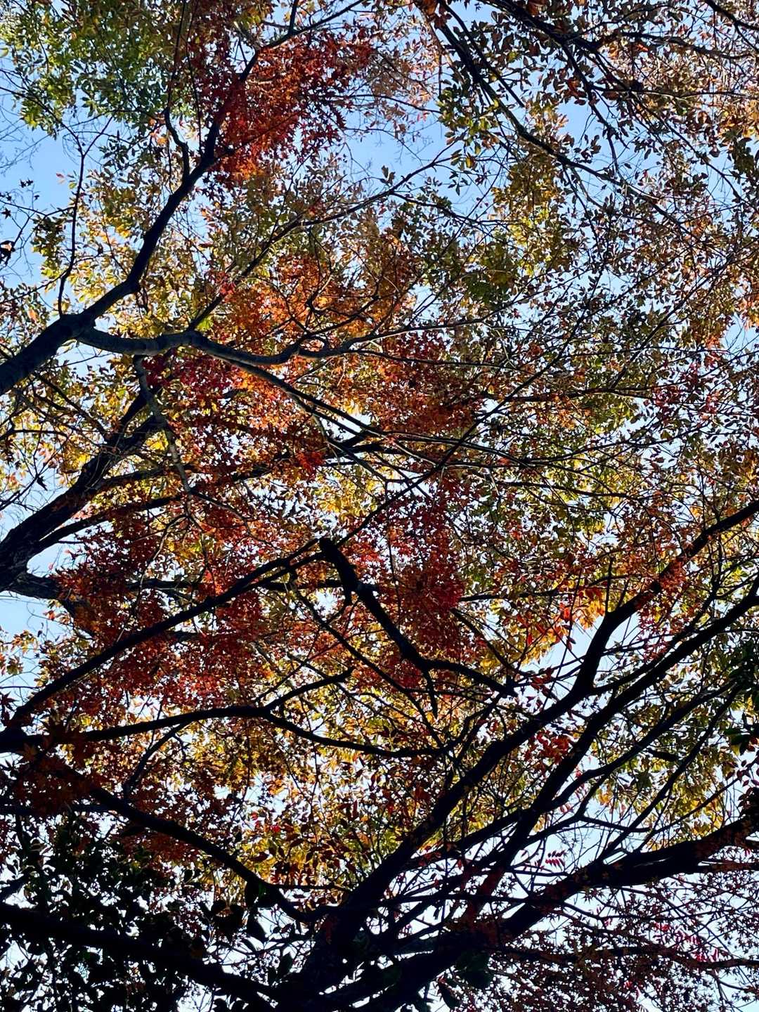 紅葉が綺麗なところも🍁