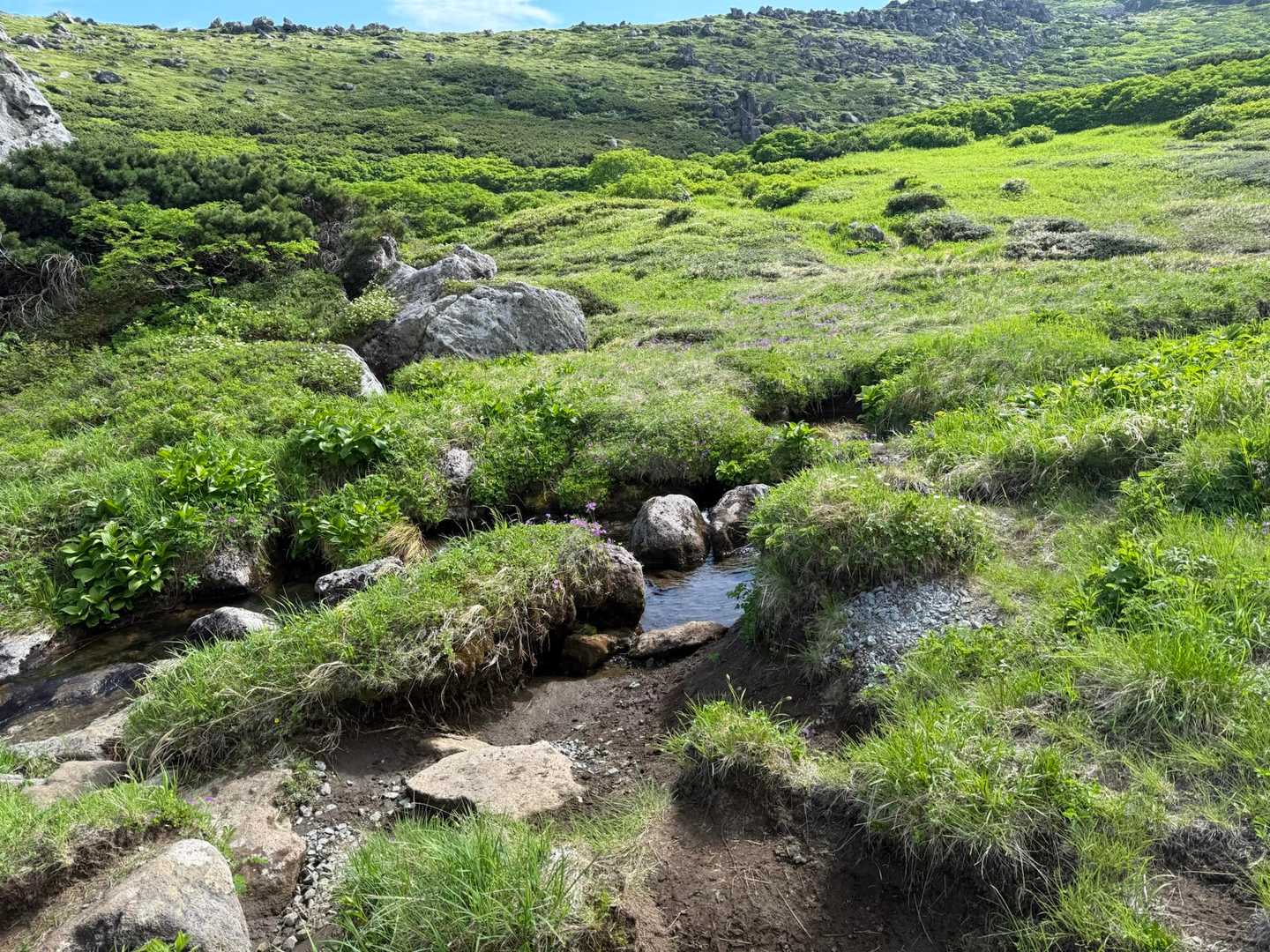 トムラウシ短縮コース登山口-前トム平-トムラウシ山 往復コースの写真