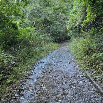 林道が沢になってます。