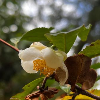 茶の木（チャノキ）
葉を乾かし煎じるとお茶となる。