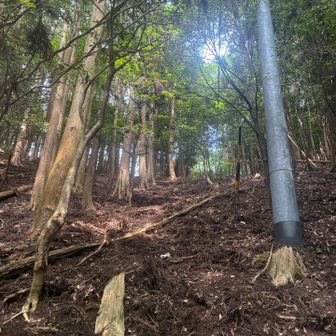 直登です