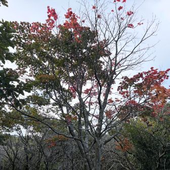 微妙に紅葉🍁